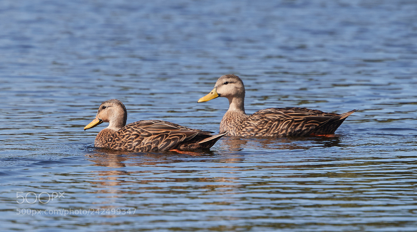 Canon EOS-1D X Mark II sample photo. 01-14-18-9346.jpg photography