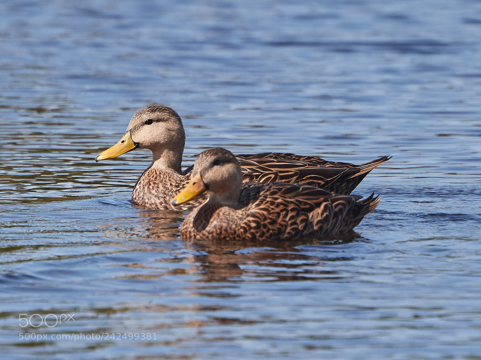 Canon EOS-1D X Mark II sample photo. 01-14-18-9345.jpg photography