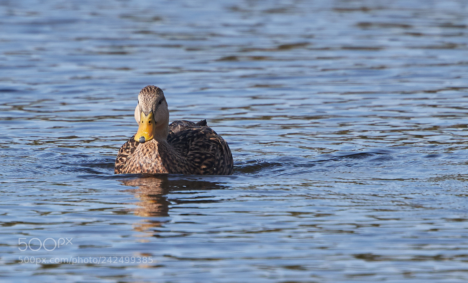 Canon EOS-1D X Mark II sample photo. 01-14-18-9343.jpg photography