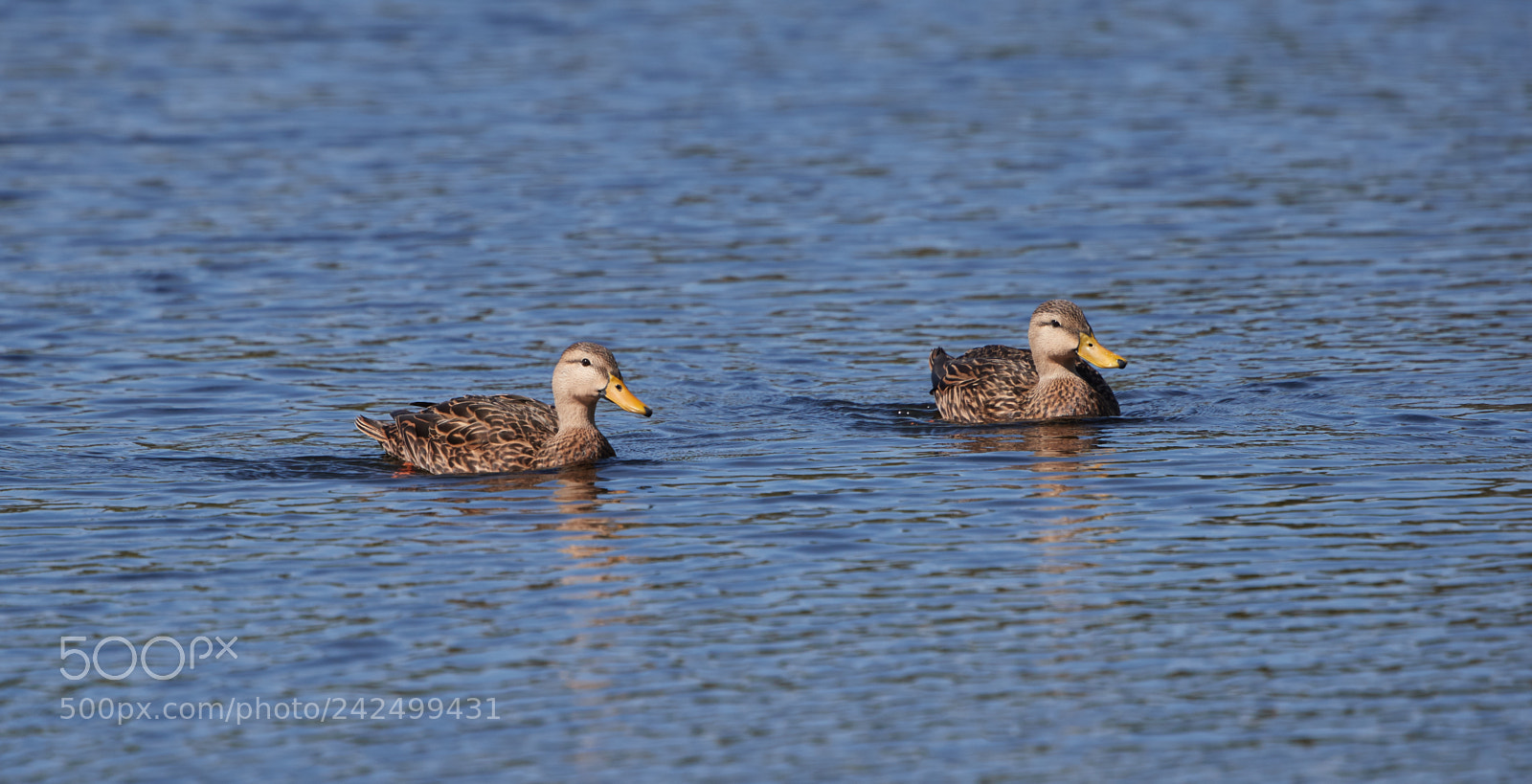 Canon EOS-1D X Mark II sample photo. 01-14-18-9342.jpg photography