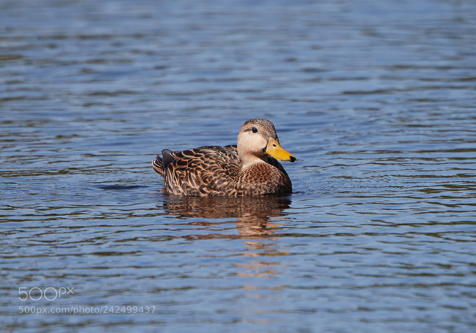 Canon EOS-1D X Mark II sample photo. 01-14-18-9341.jpg photography