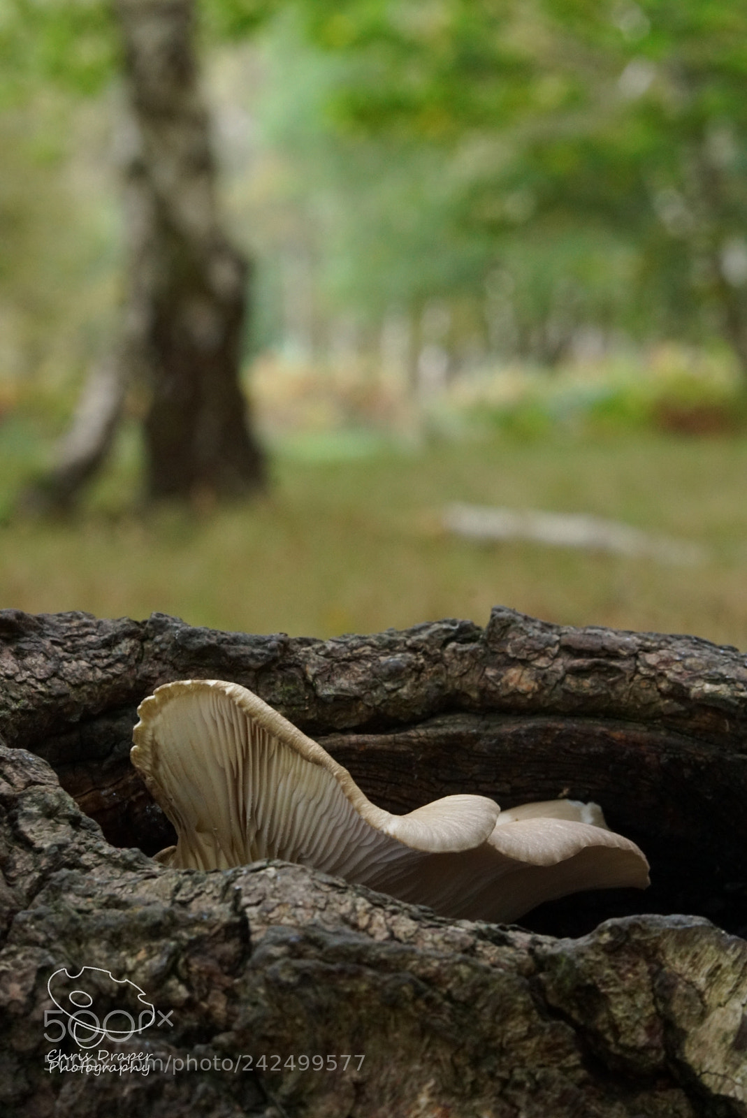 Sony ILCA-77M2 sample photo. Budby south forest nature photography