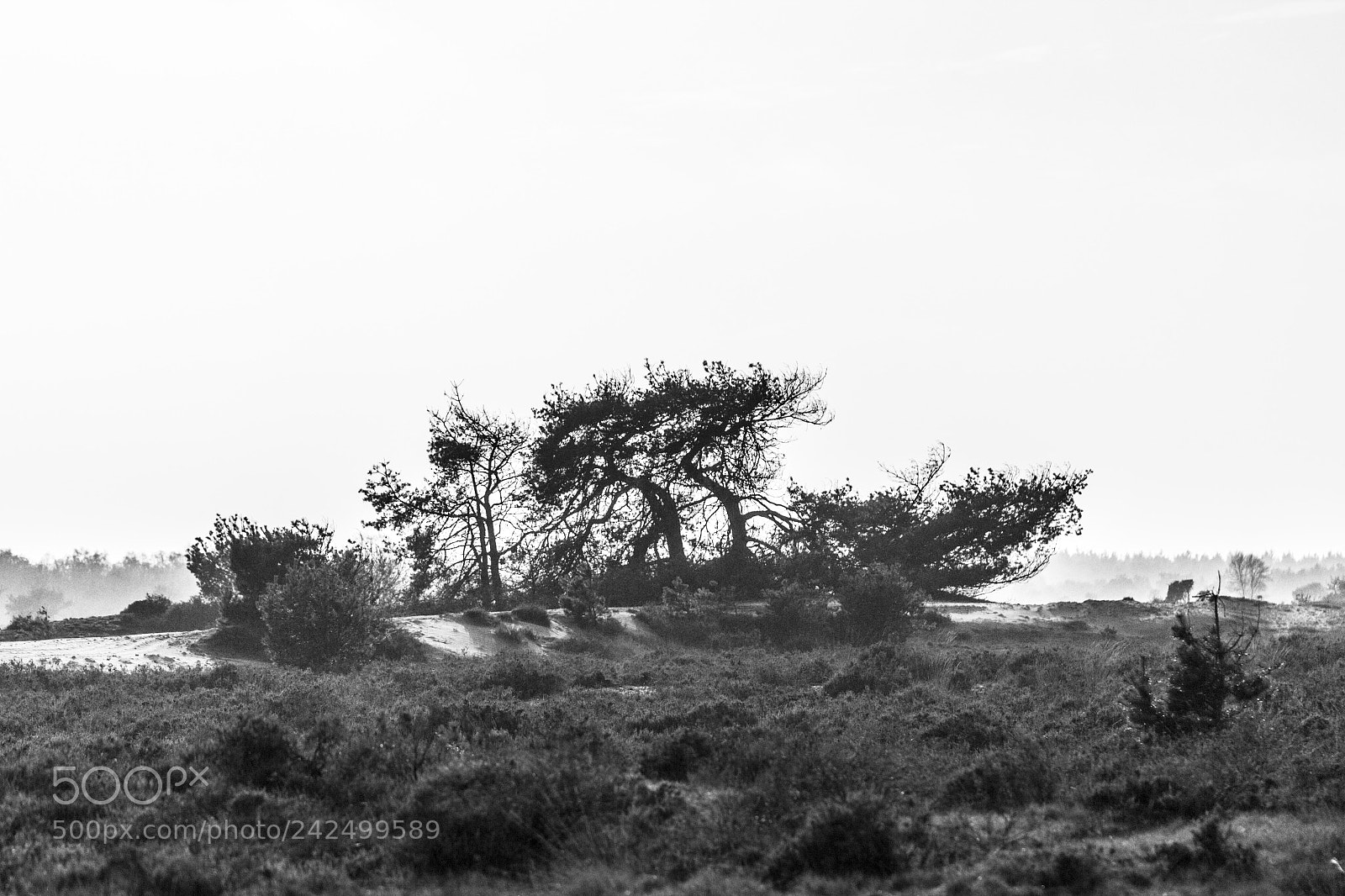 Canon EOS 550D (EOS Rebel T2i / EOS Kiss X4) sample photo. Strabregtse heide photography