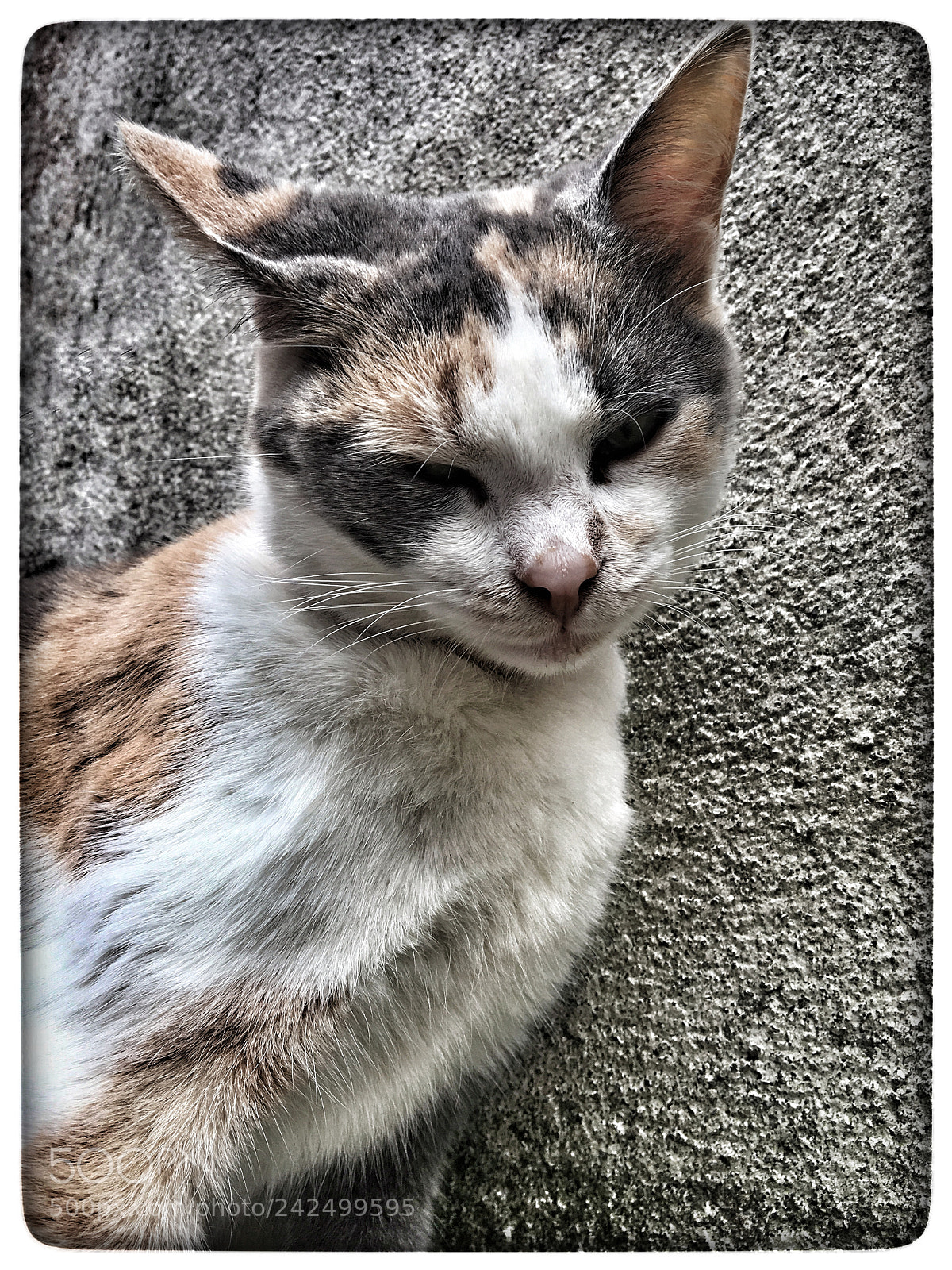 Apple iPhone 6s sample photo. Untitled photography