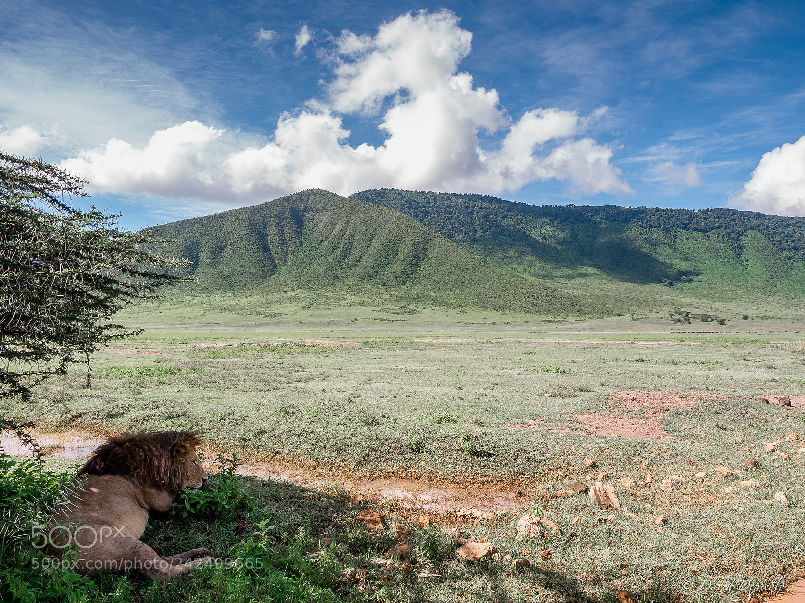 Olympus OM-D E-M5 II sample photo. Ngorongoro's lion resting photography
