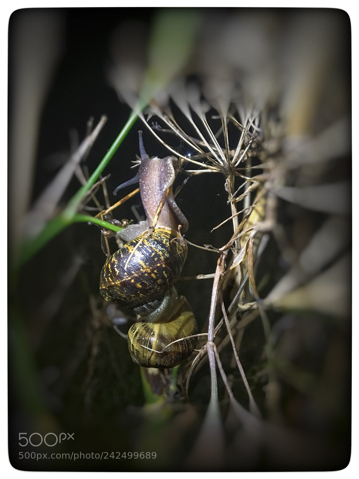 Apple iPhone 6s sample photo. Untitled photography