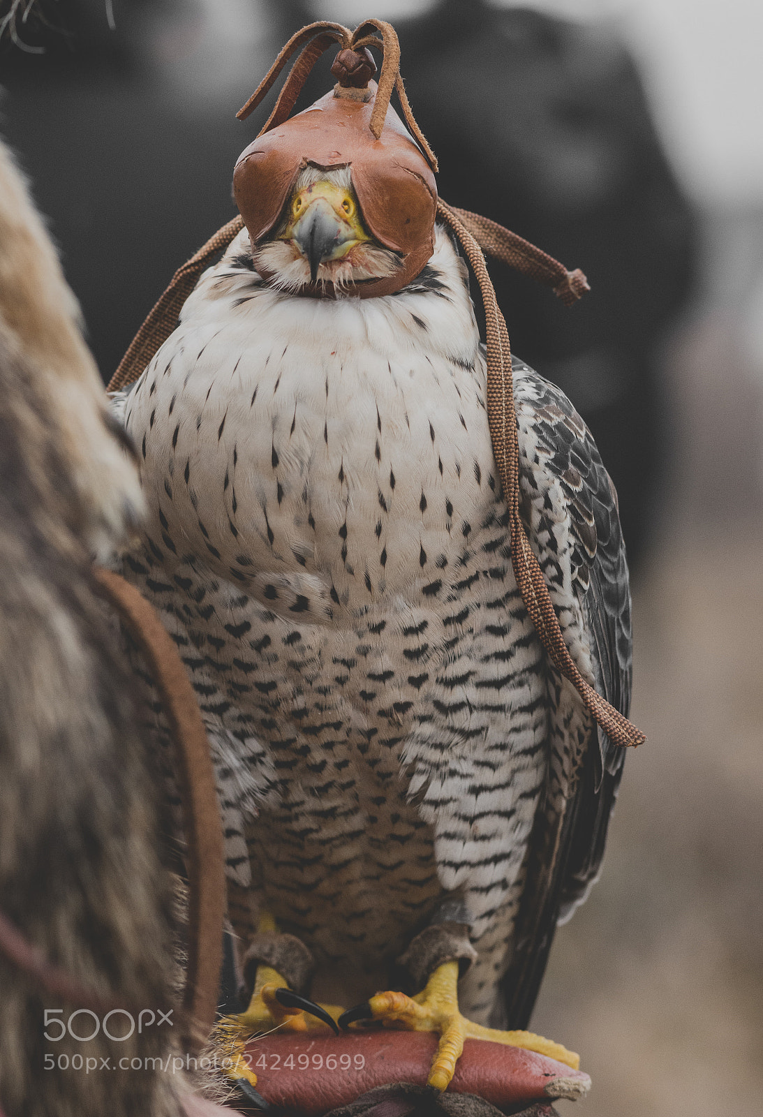 Nikon D7200 sample photo. Falcon photography