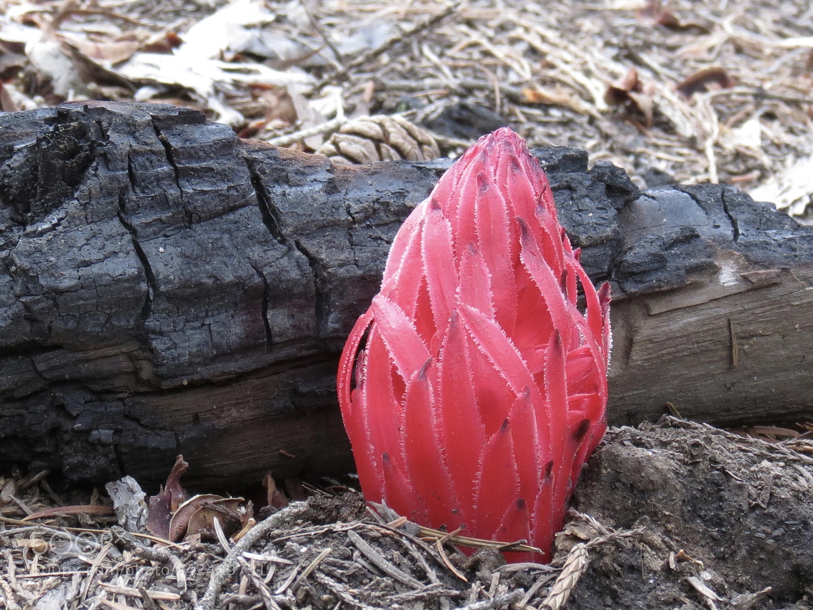 Canon PowerShot SX40 HS sample photo. Regrowth after fire photography