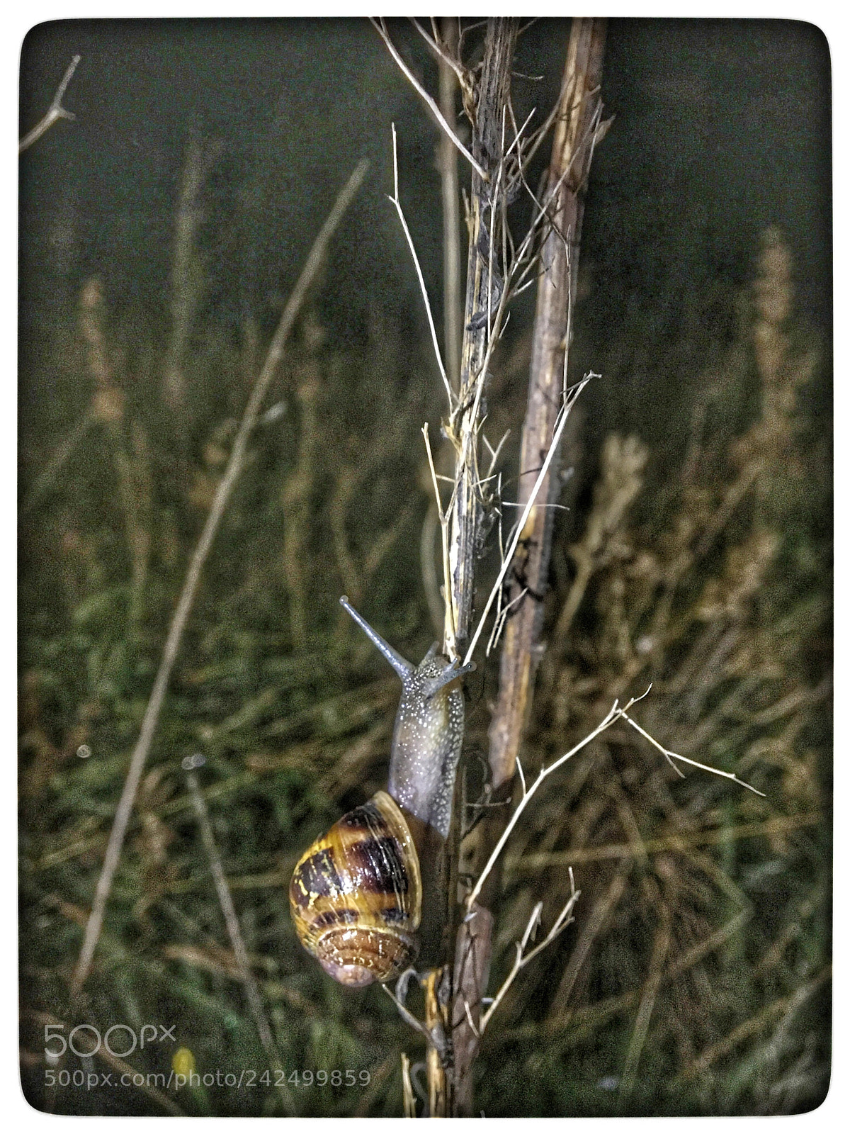 Apple iPhone 6s sample photo. Untitled photography