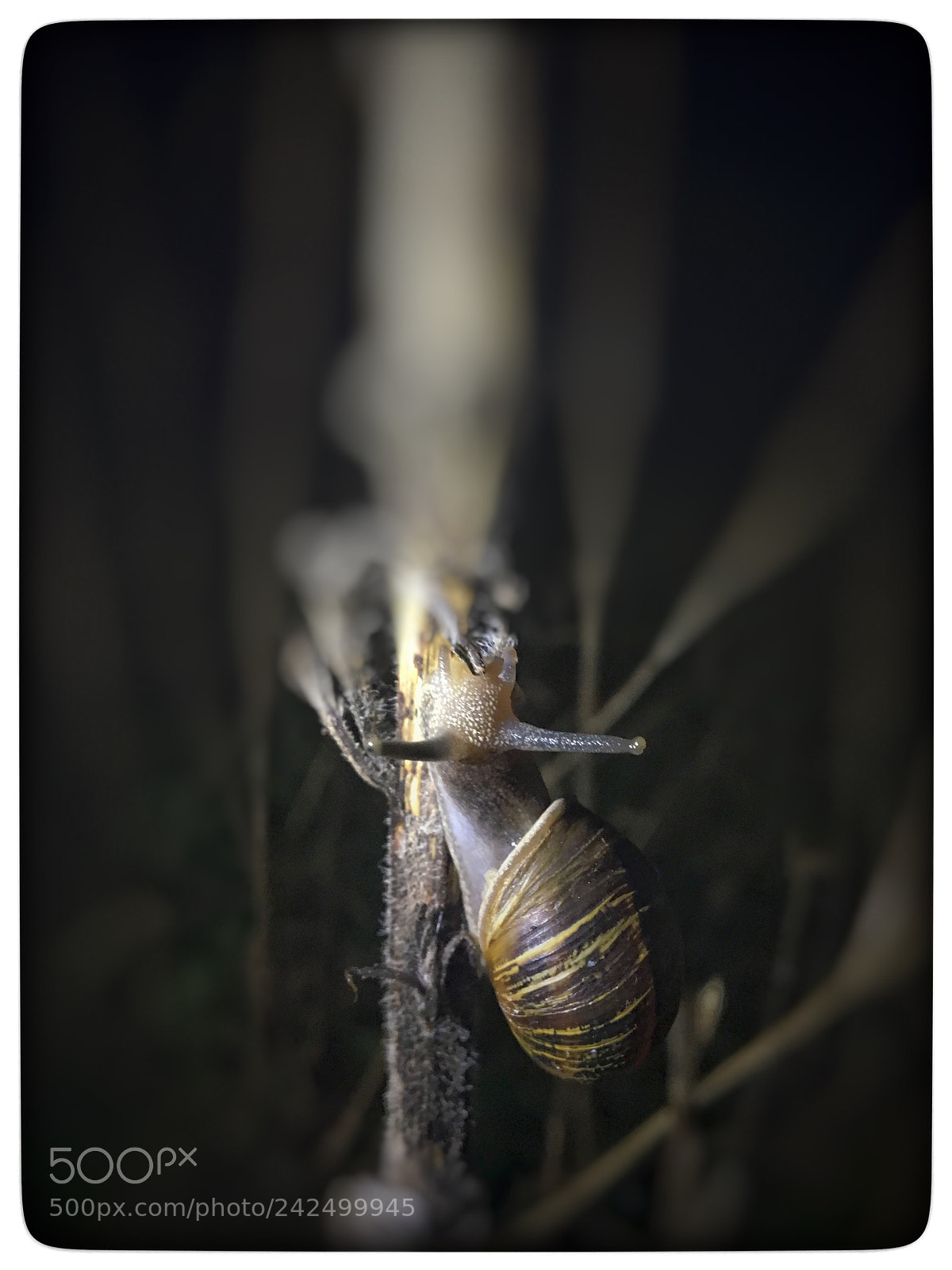 Apple iPhone 6s sample photo. Untitled photography