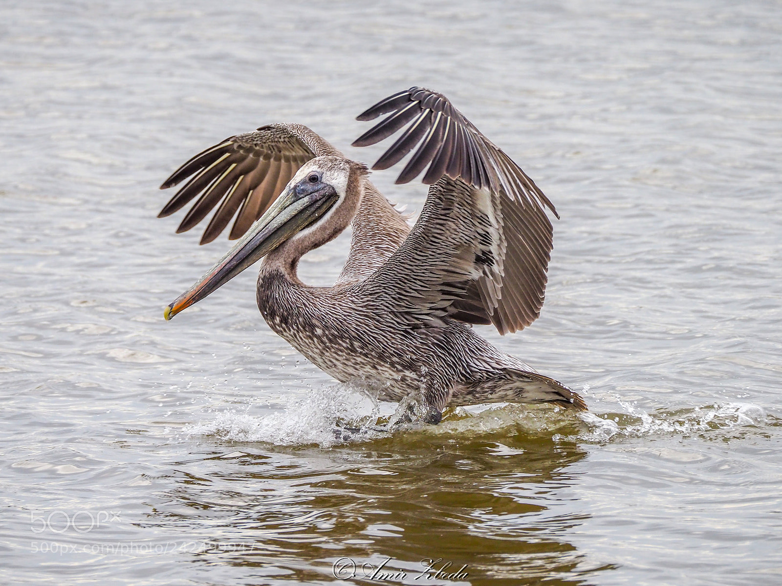 Olympus OM-D E-M1 Mark II sample photo. Enjoying the warm texas photography