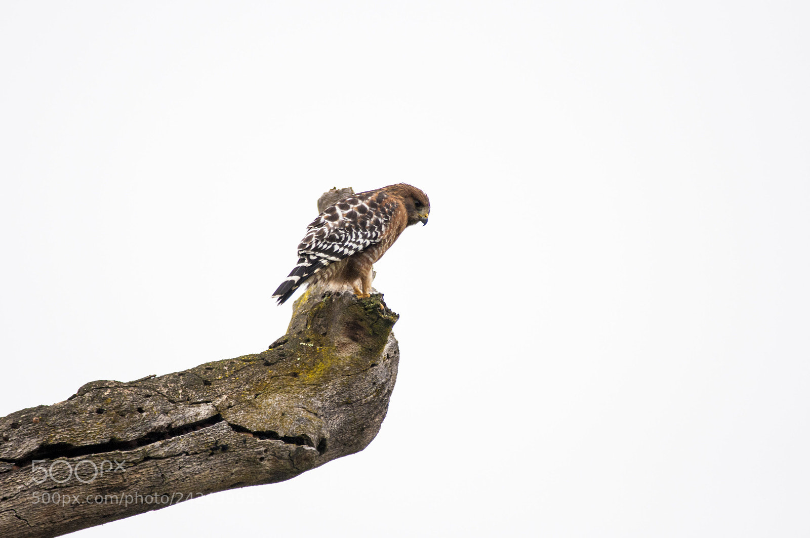 Nikon D90 sample photo. Red shouldered hawk on photography