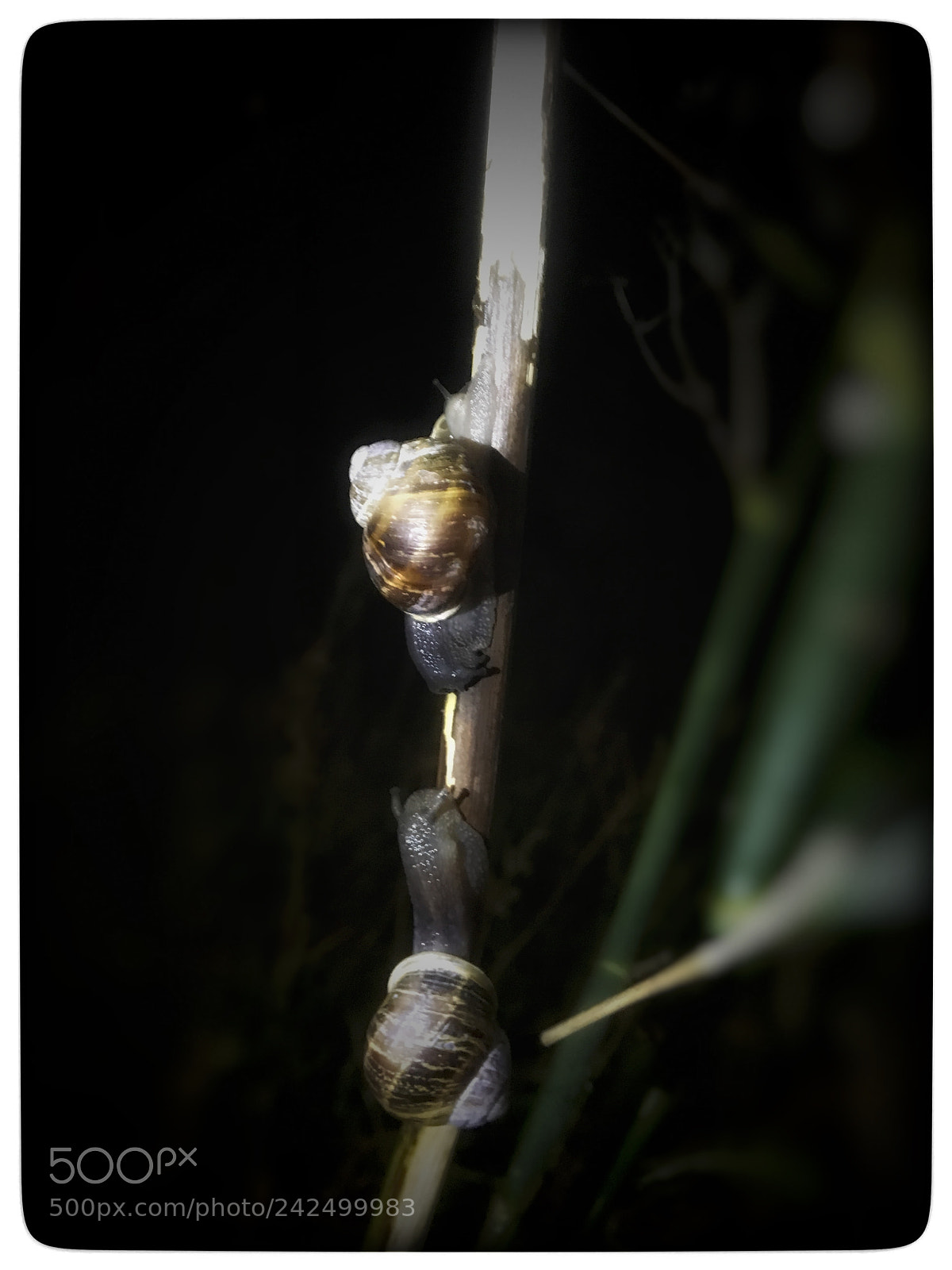 Apple iPhone 6s sample photo. Untitled photography
