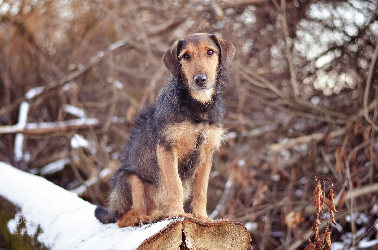 Nikon D5100 sample photo. Frodo photography