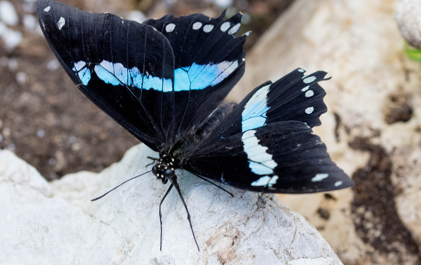 Nikon D7200 sample photo. Black and blue butterfly photography