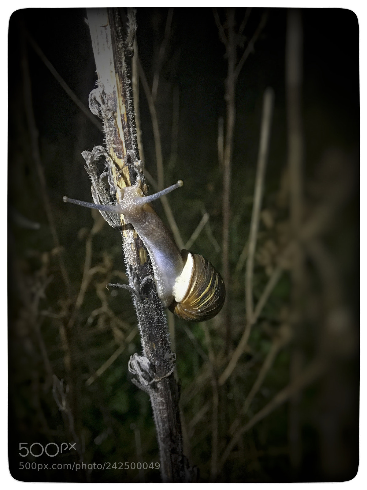 Apple iPhone 6s sample photo. Untitled photography