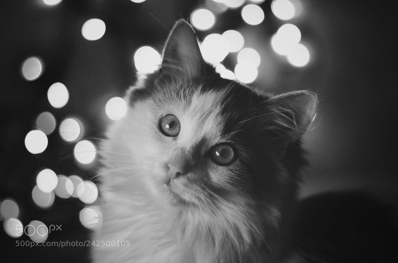 Nikon D5100 sample photo. Siggy photography