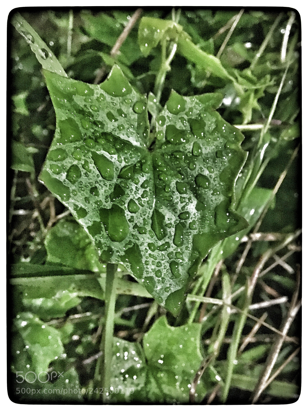 Apple iPhone 6s sample photo. Untitled photography