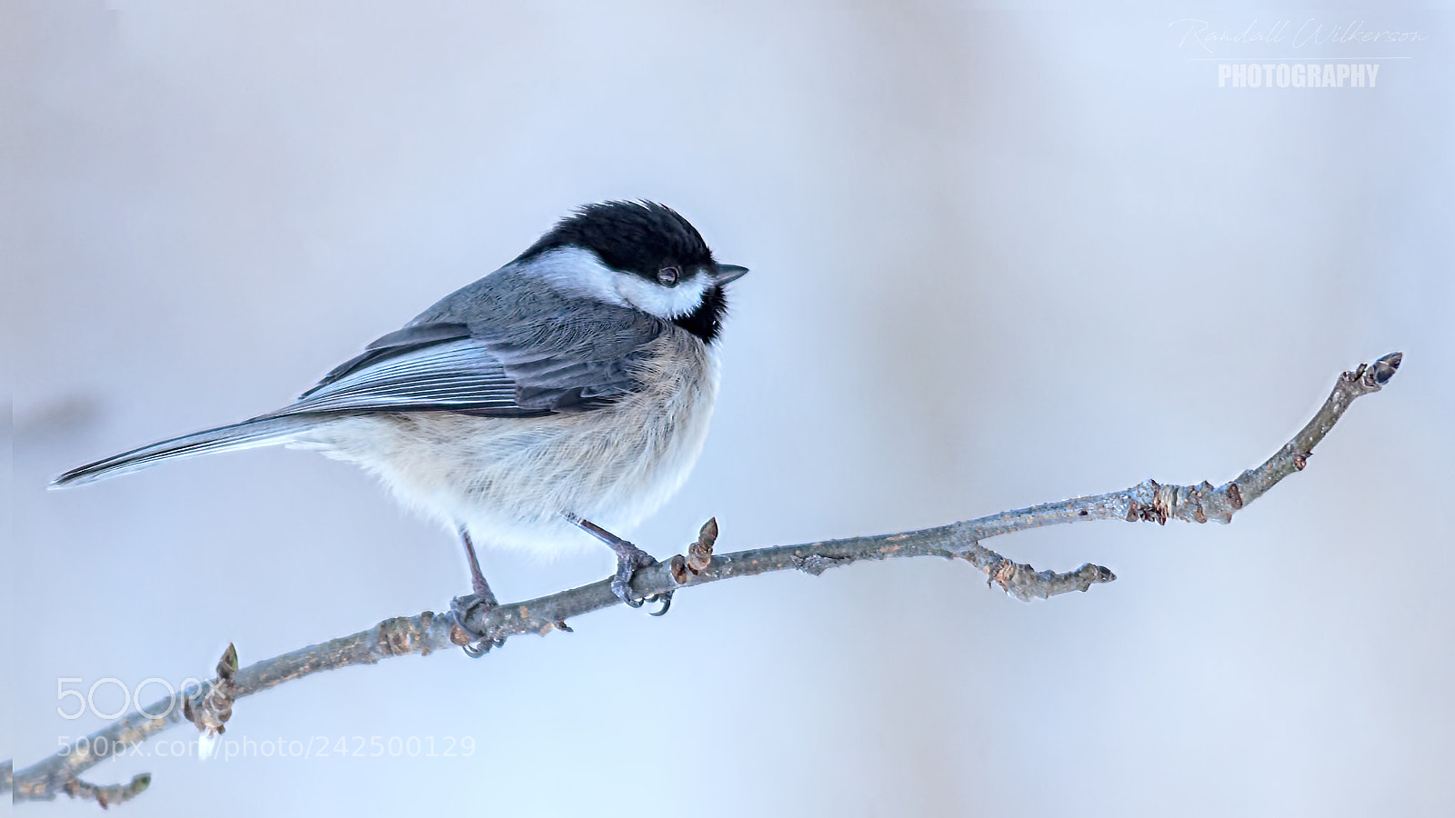 Canon EOS 60D sample photo. Carolina chickadee 2 photography