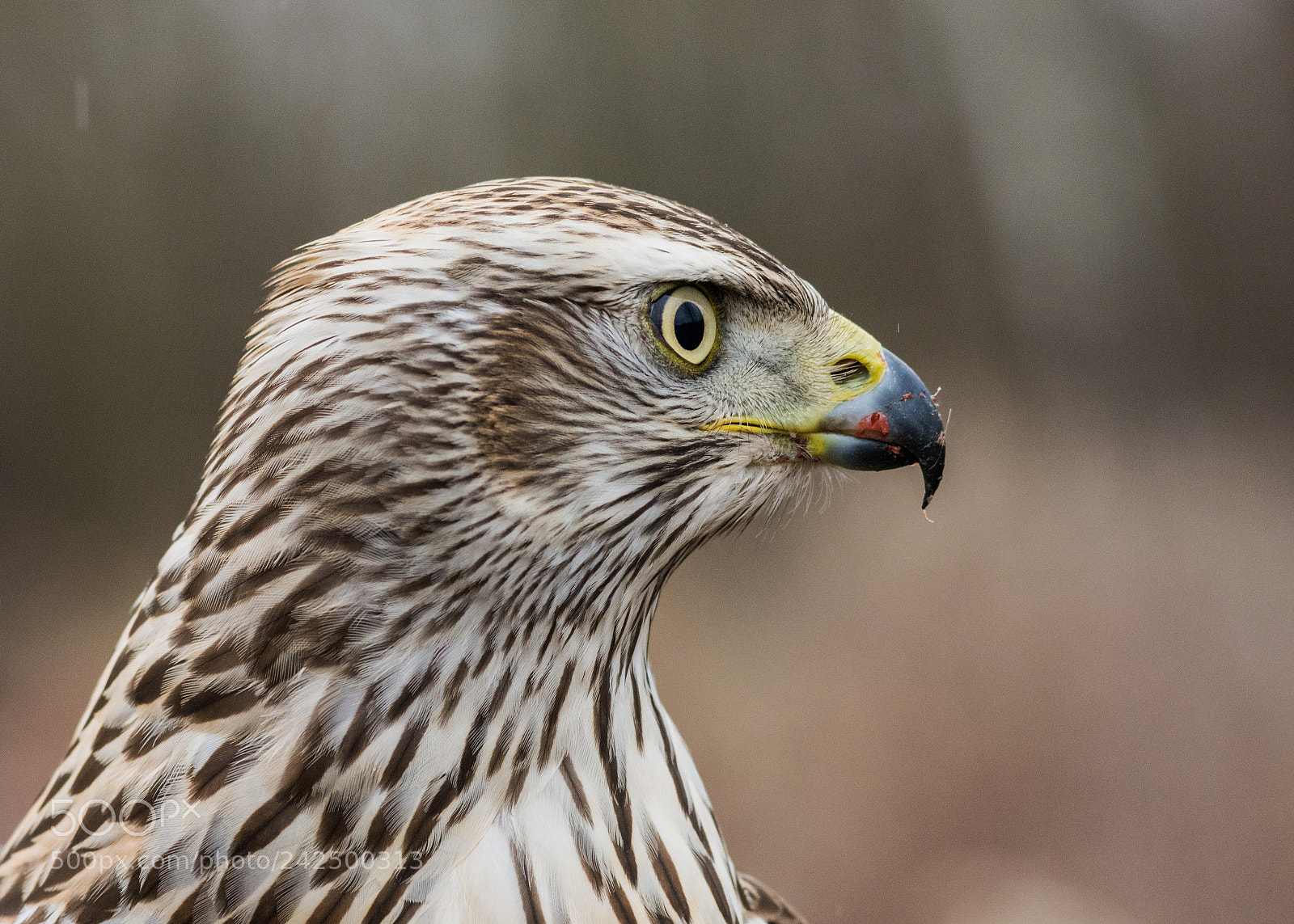 Nikon D7200 sample photo. Northern goshawk photography