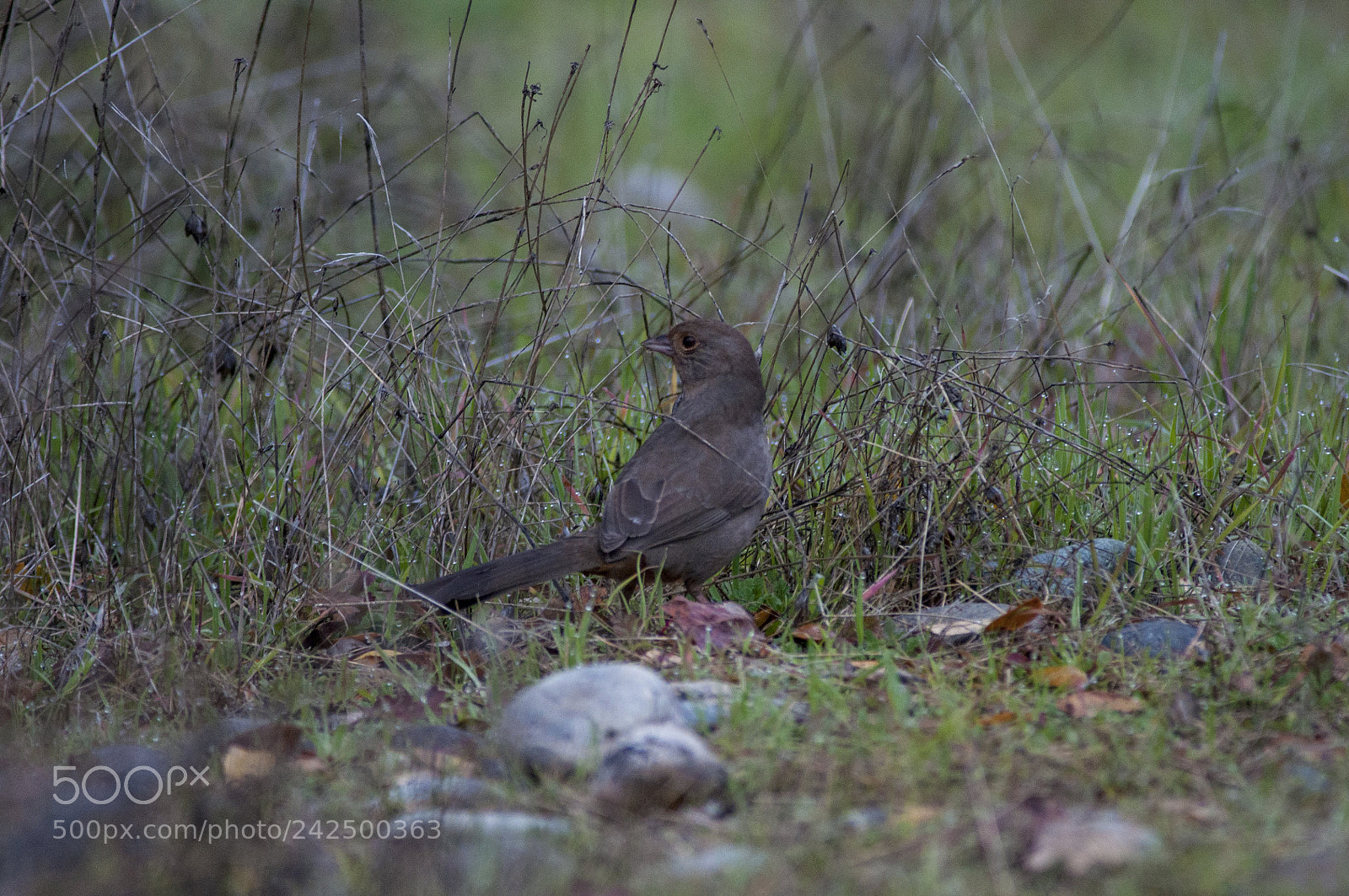 Nikon D90 sample photo. Brown towhee photography