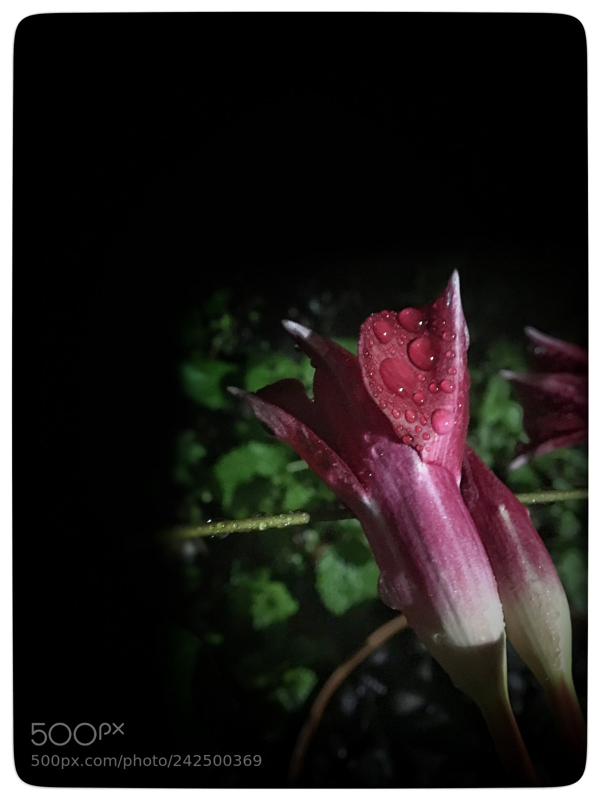 Apple iPhone 6s sample photo. Untitled photography