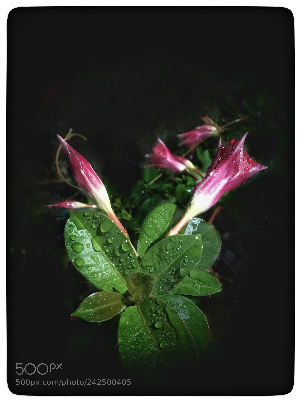 Apple iPhone 6s sample photo. Untitled photography