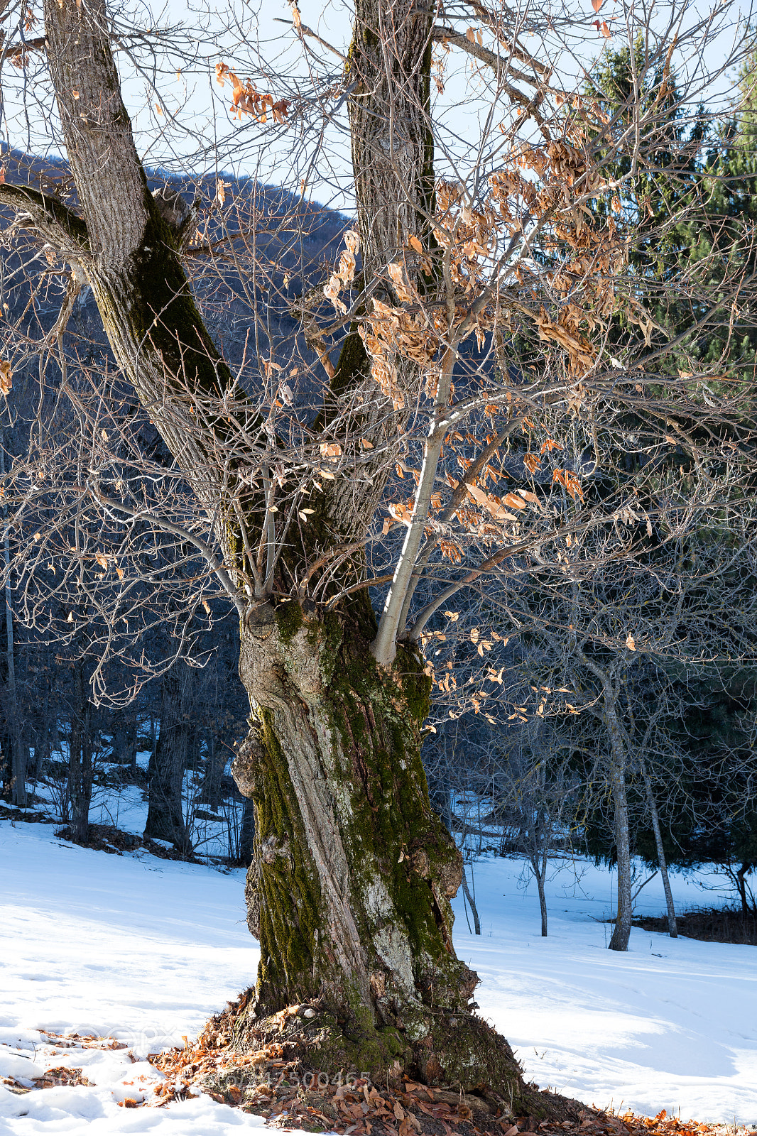 Canon EOS 5DS R sample photo. Albero invernale photography