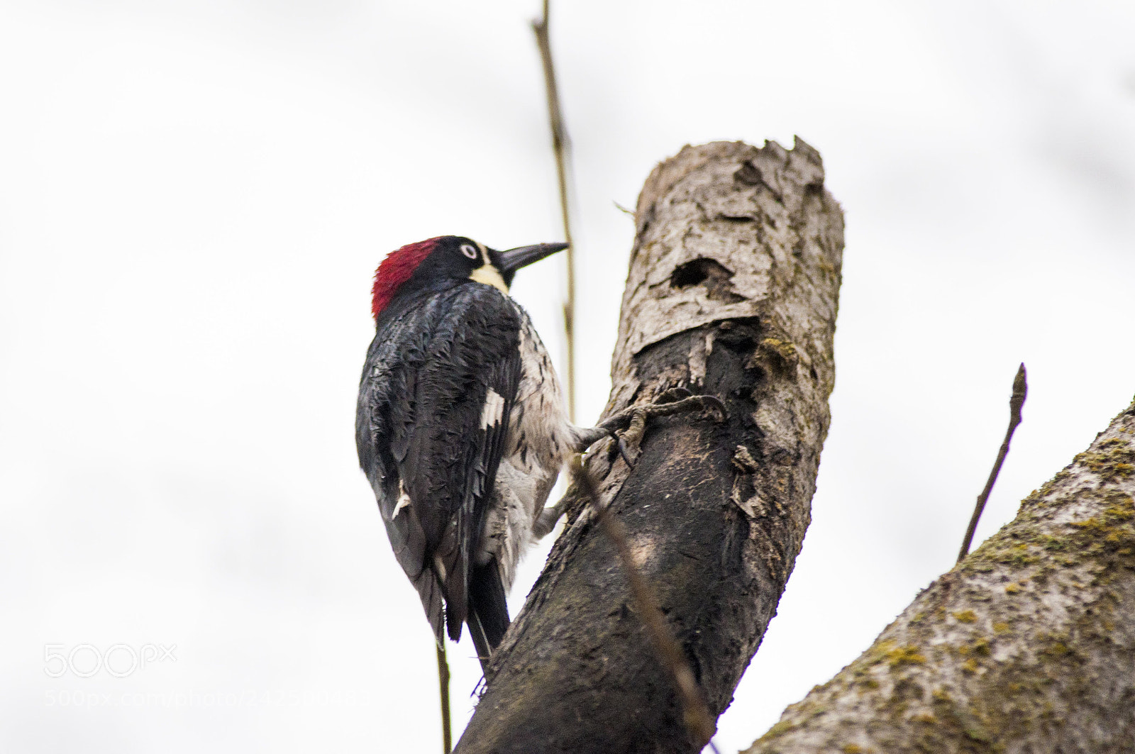 Nikon D90 sample photo. Acorn woodpecker photography