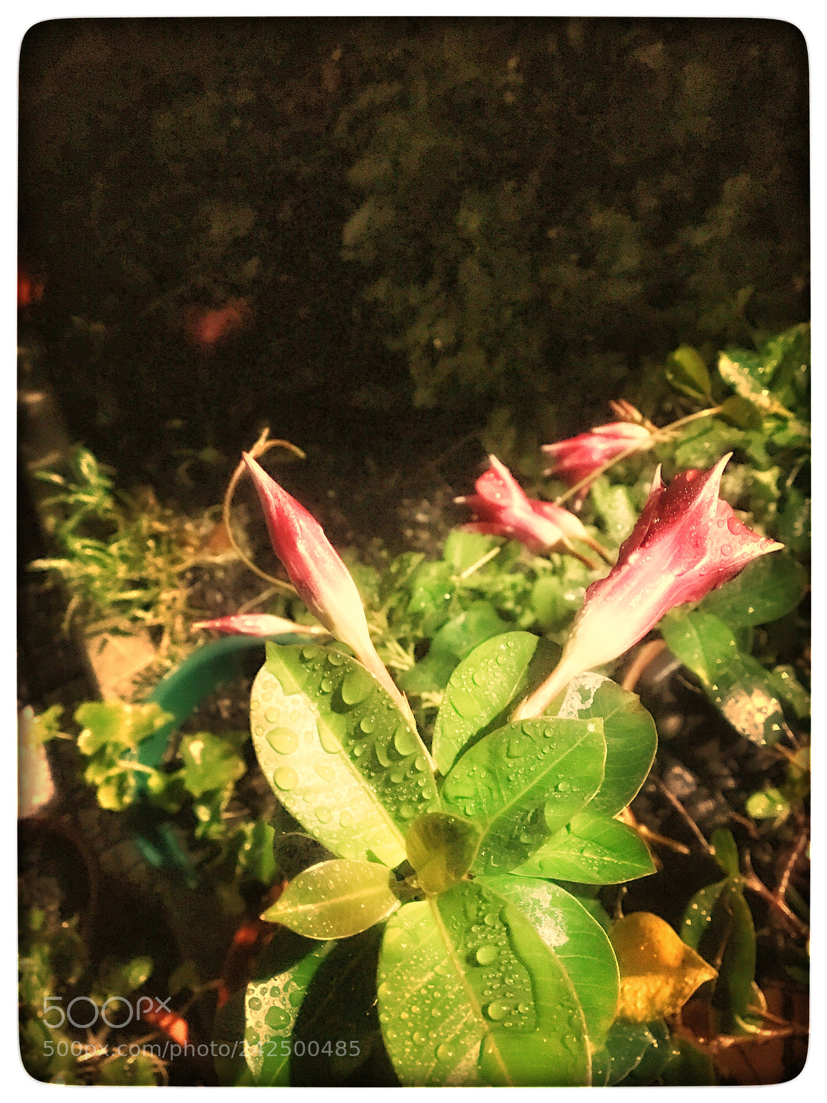 Apple iPhone 6s sample photo. Untitled photography