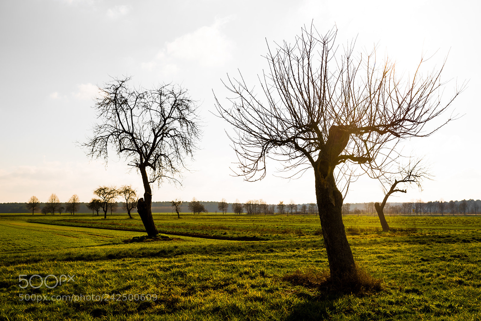 Pentax K-1 sample photo. Green desert photography