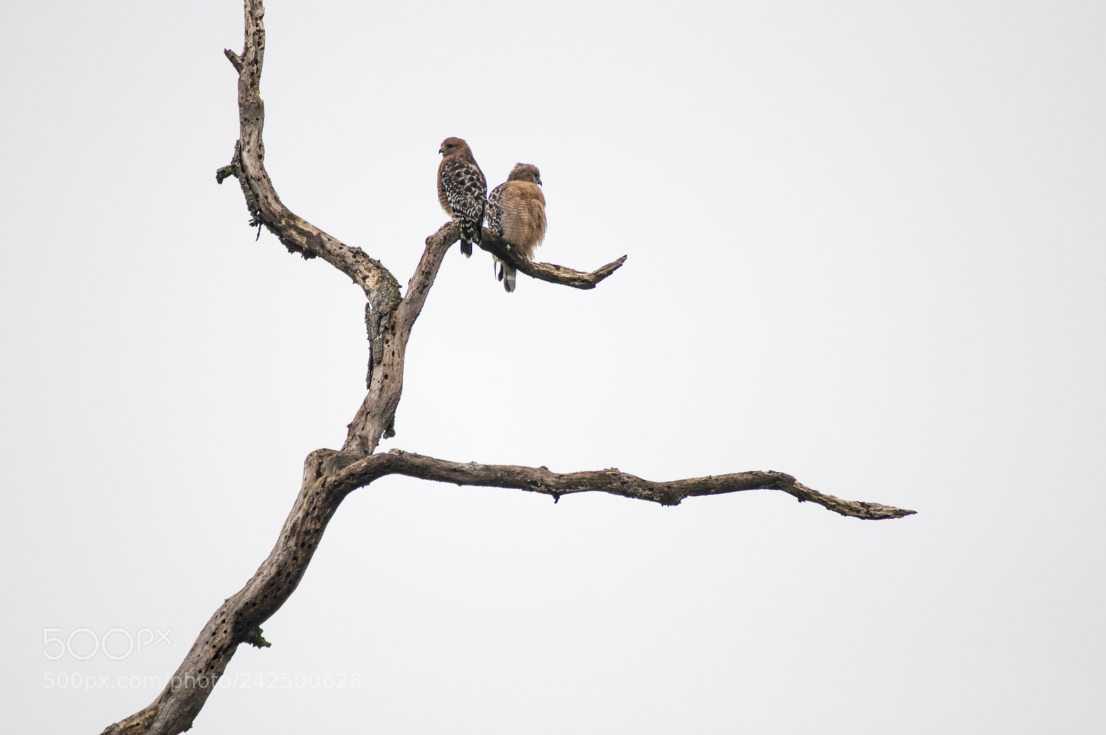 Nikon D90 sample photo. Red shouldered hawks photography