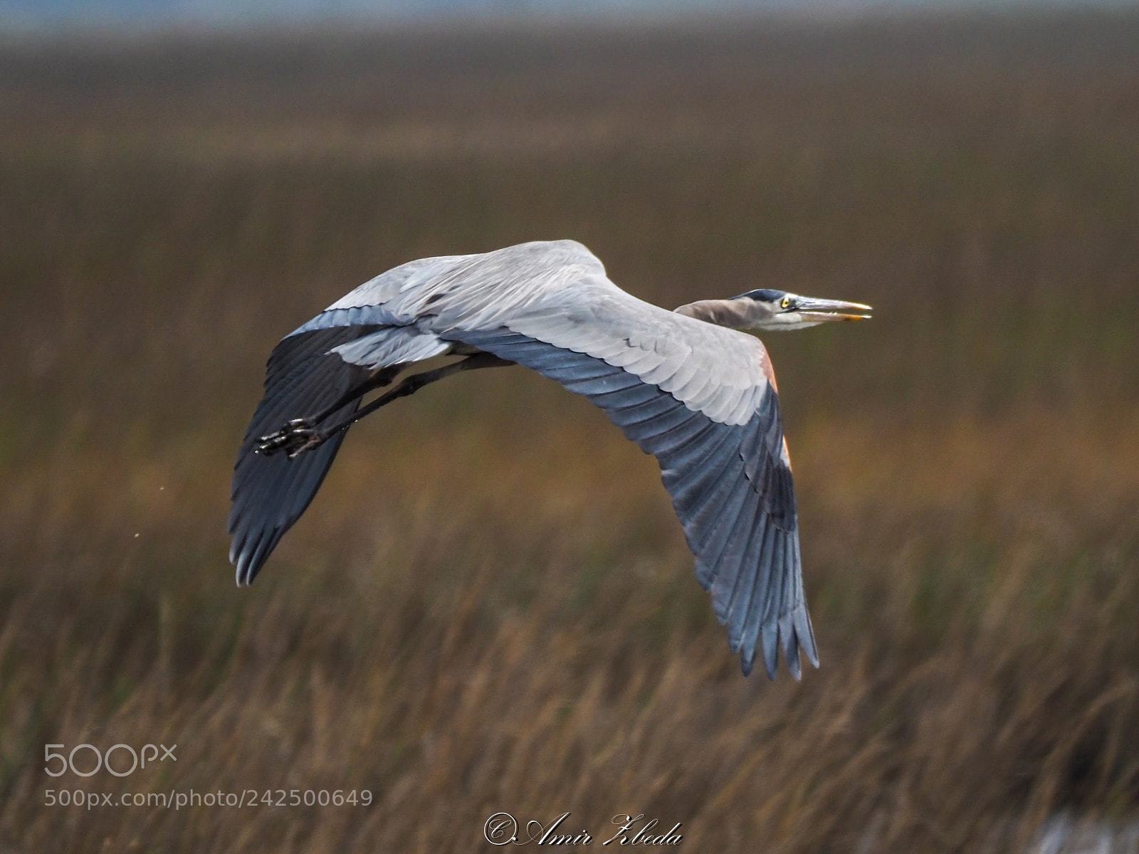 Olympus OM-D E-M1 Mark II sample photo. Great blue heron photography