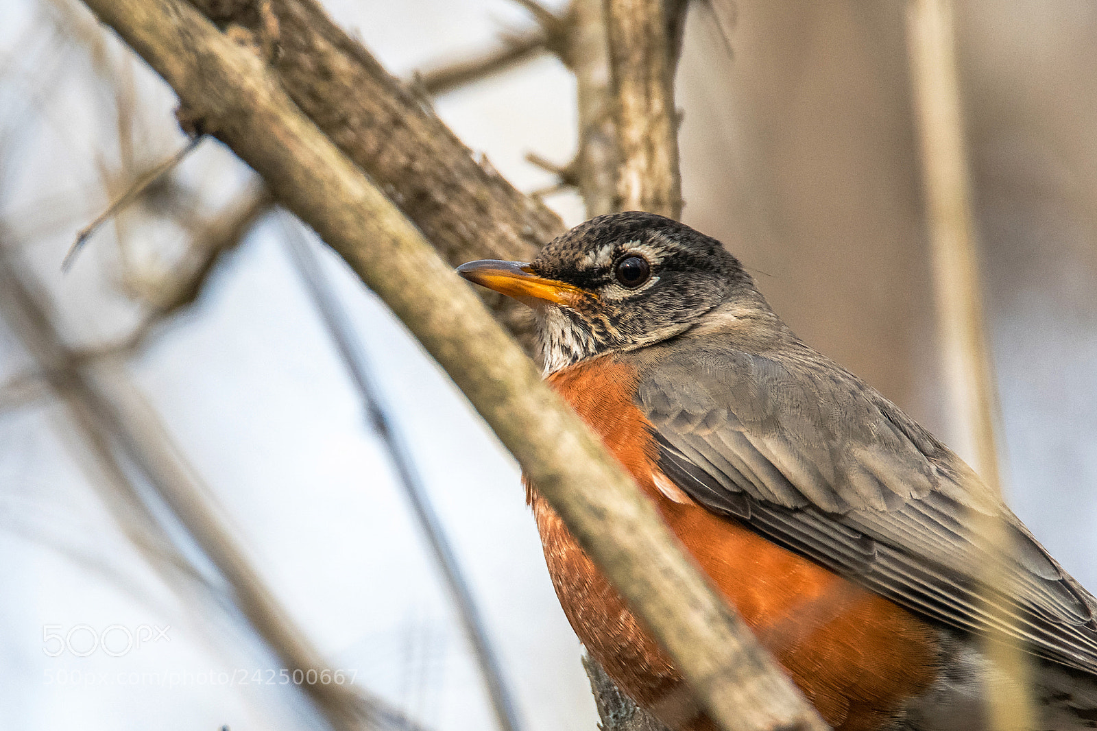 Nikon D850 sample photo. Robin red breast photography