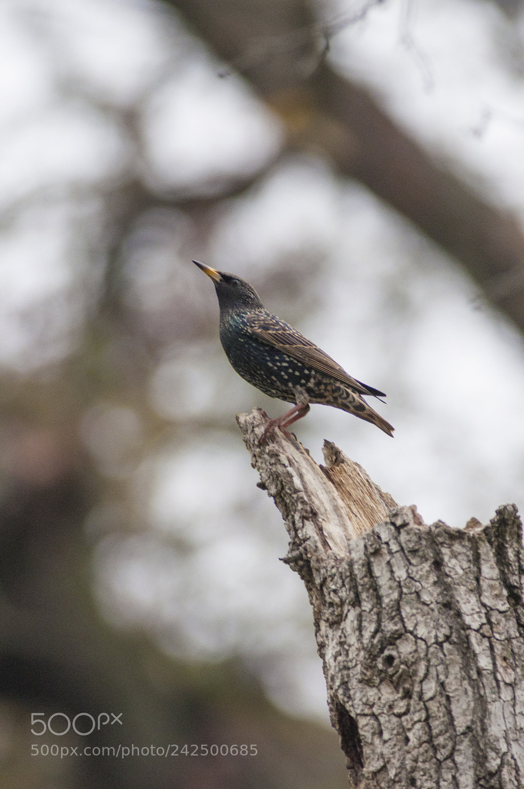 Nikon D90 sample photo. Starling photography