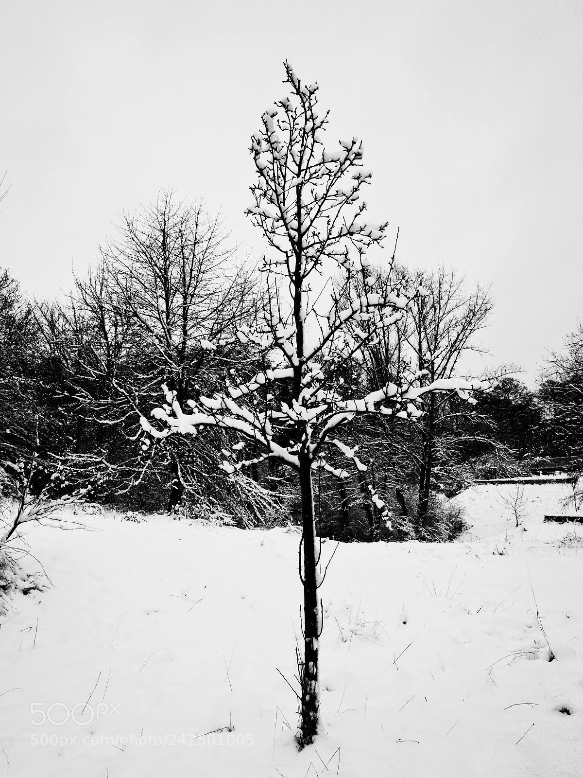 Ricoh GR sample photo. Untitled photography