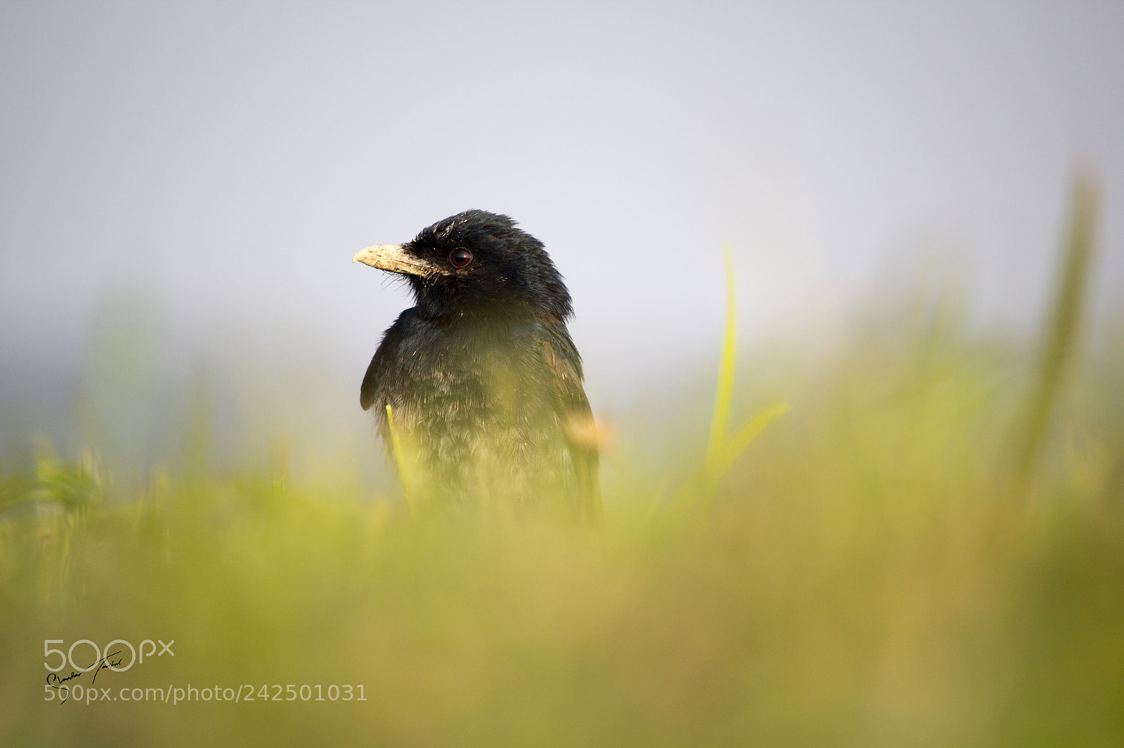 Canon EOS 1200D (EOS Rebel T5 / EOS Kiss X70 / EOS Hi) sample photo. Black drongo photography