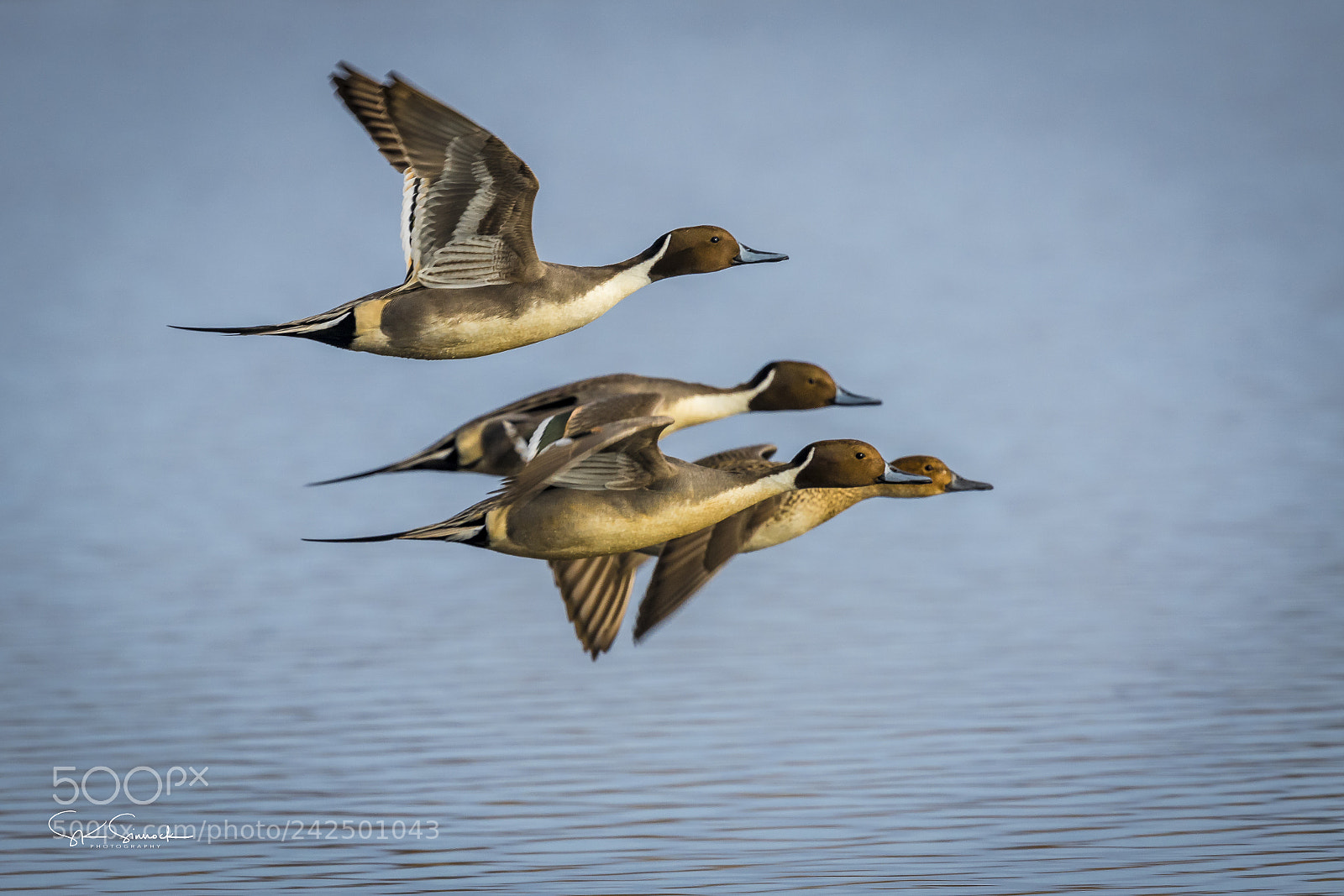 Nikon D850 sample photo. Northern pintail courtship flight photography