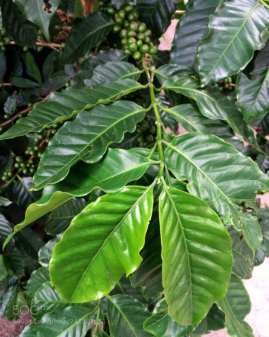 Apple iPhone 5s sample photo. Untitled photography