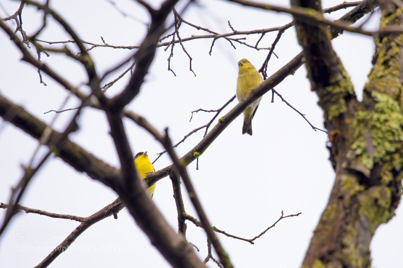 Nikon D610 sample photo. Yellow bird pals photography