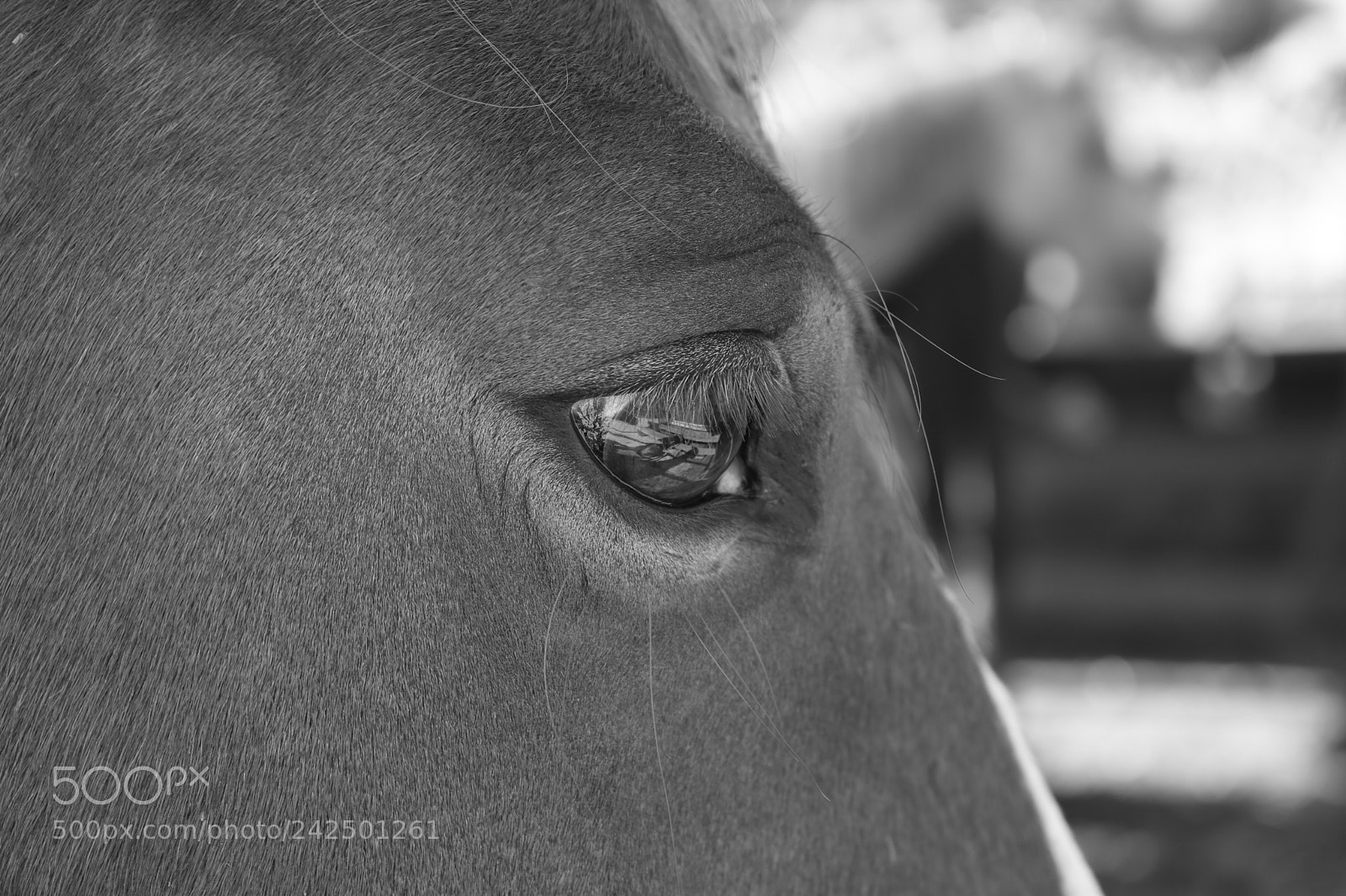 Canon EOS 750D (EOS Rebel T6i / EOS Kiss X8i) sample photo. Horse vision photography