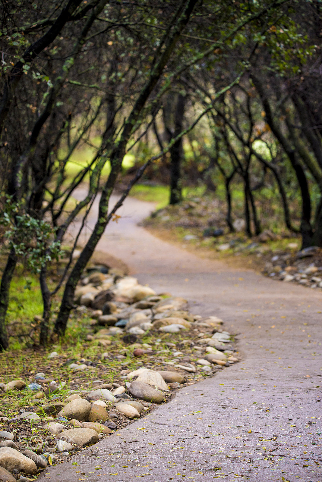 Nikon D610 sample photo. The path into the photography