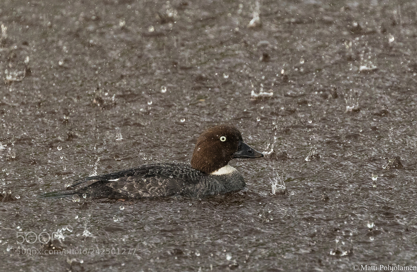 Canon EOS 7D Mark II sample photo. In a heavy rain photography