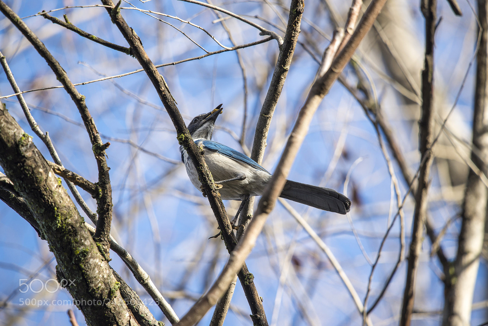 Nikon D610 sample photo. Looking out for blue photography