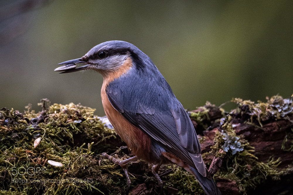 Olympus OM-D E-M5 II sample photo. Nuthatch with catch photography