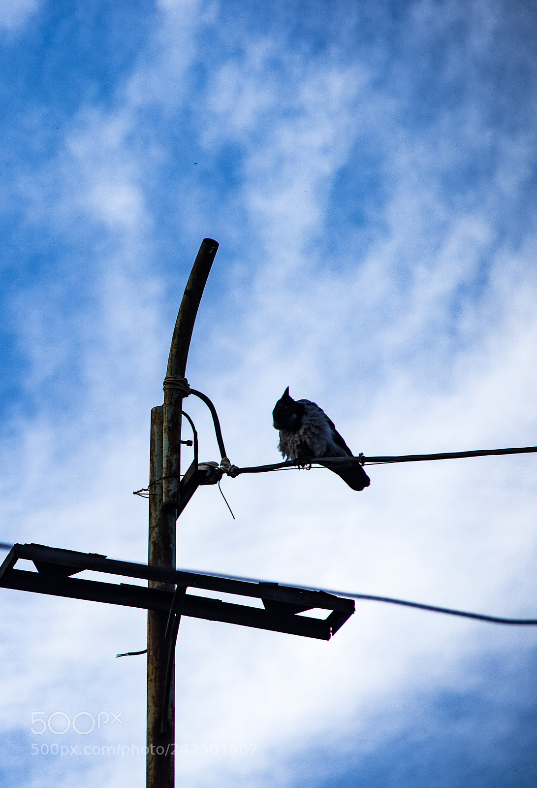 Canon EOS 7D Mark II sample photo. Up in the sky photography