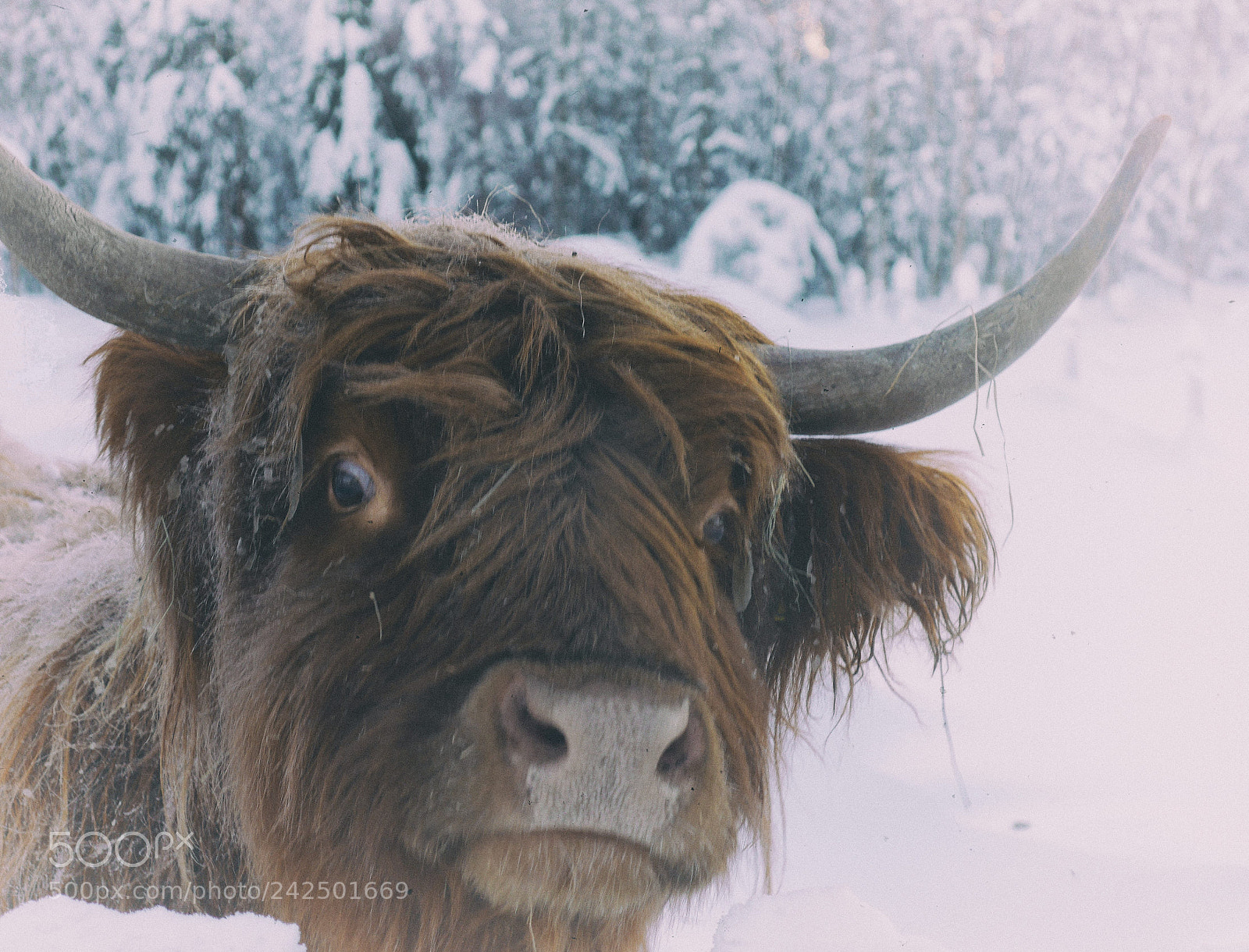 Panasonic Lumix DMC-GX7 sample photo. Bad hair day photography