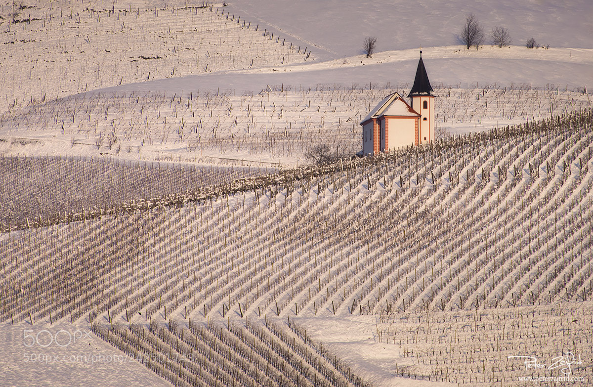 Nikon D810 sample photo. In the snow photography