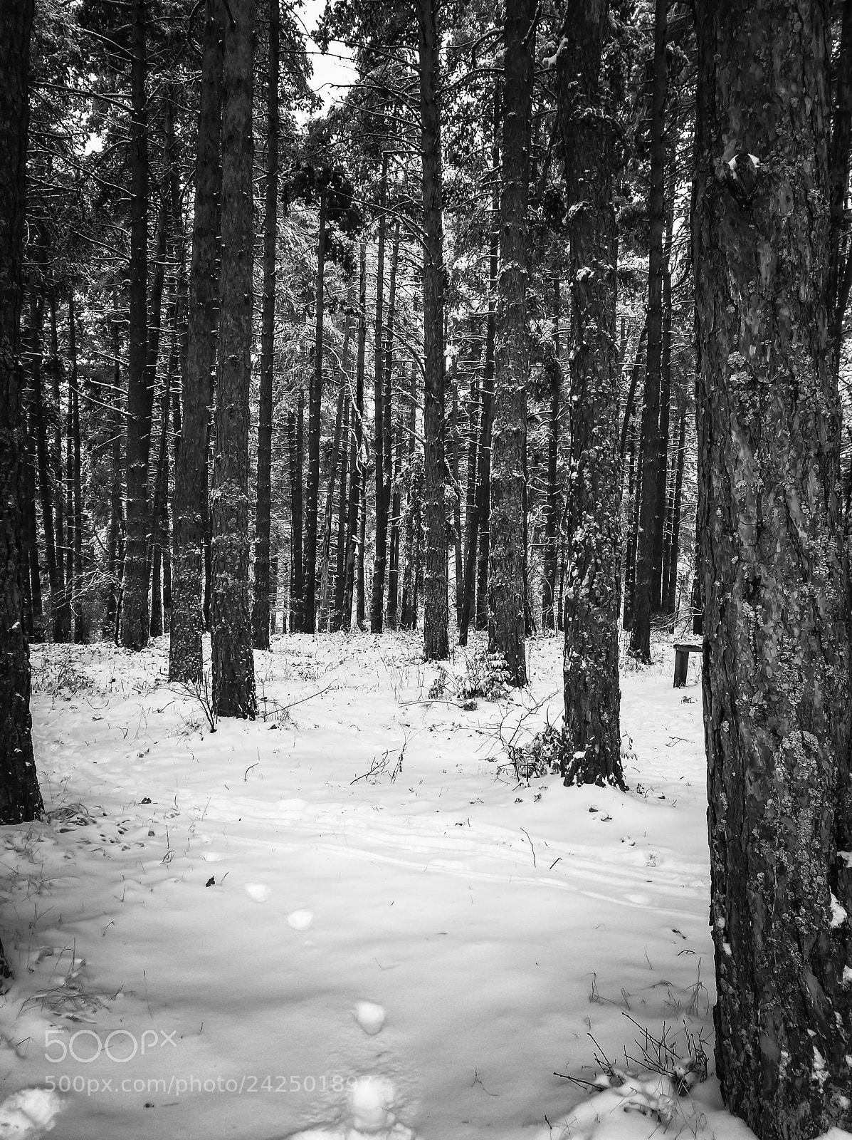 HUAWEI nova sample photo. Alone in the forest photography