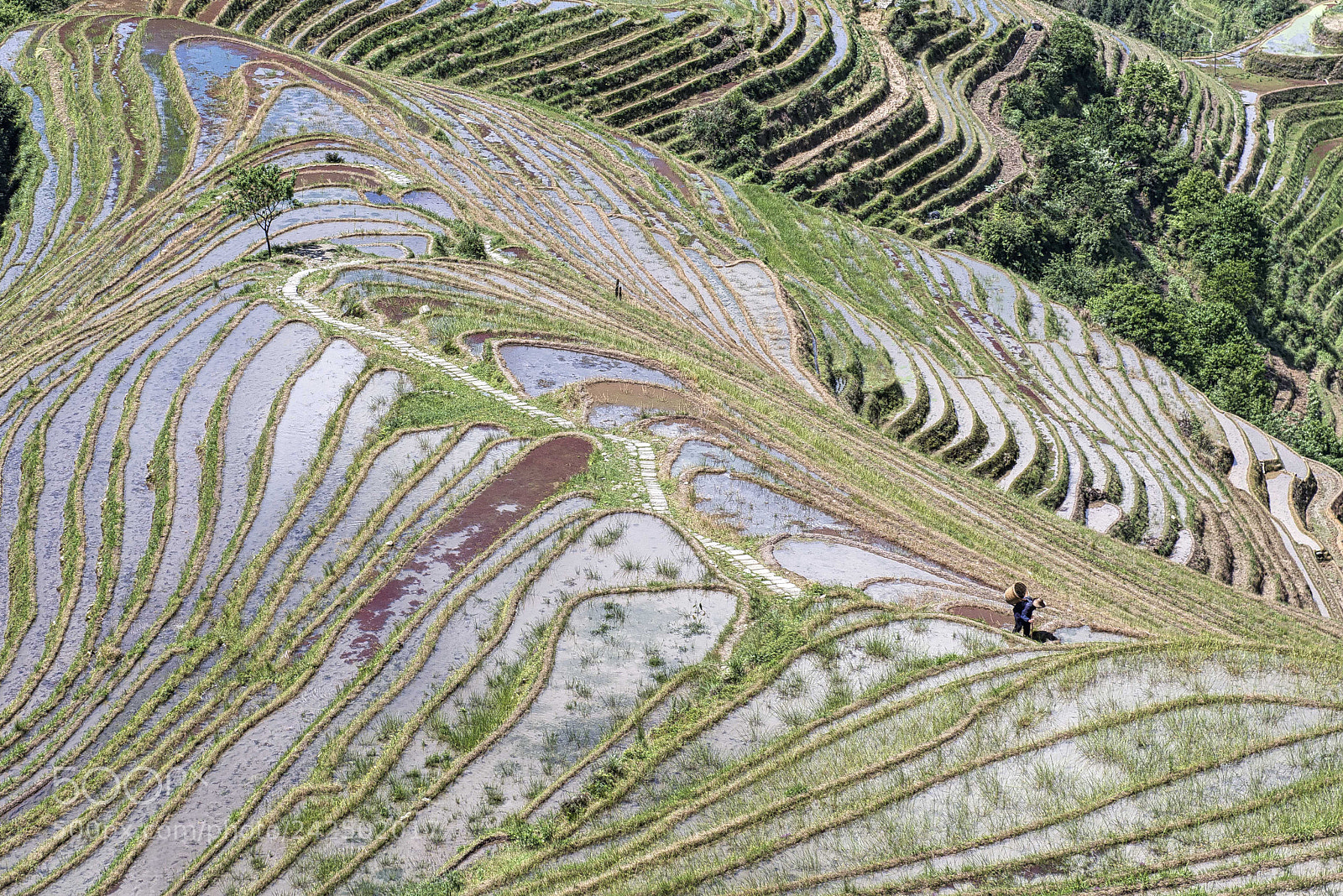 Nikon D800 sample photo. Visiting the terraced rice photography